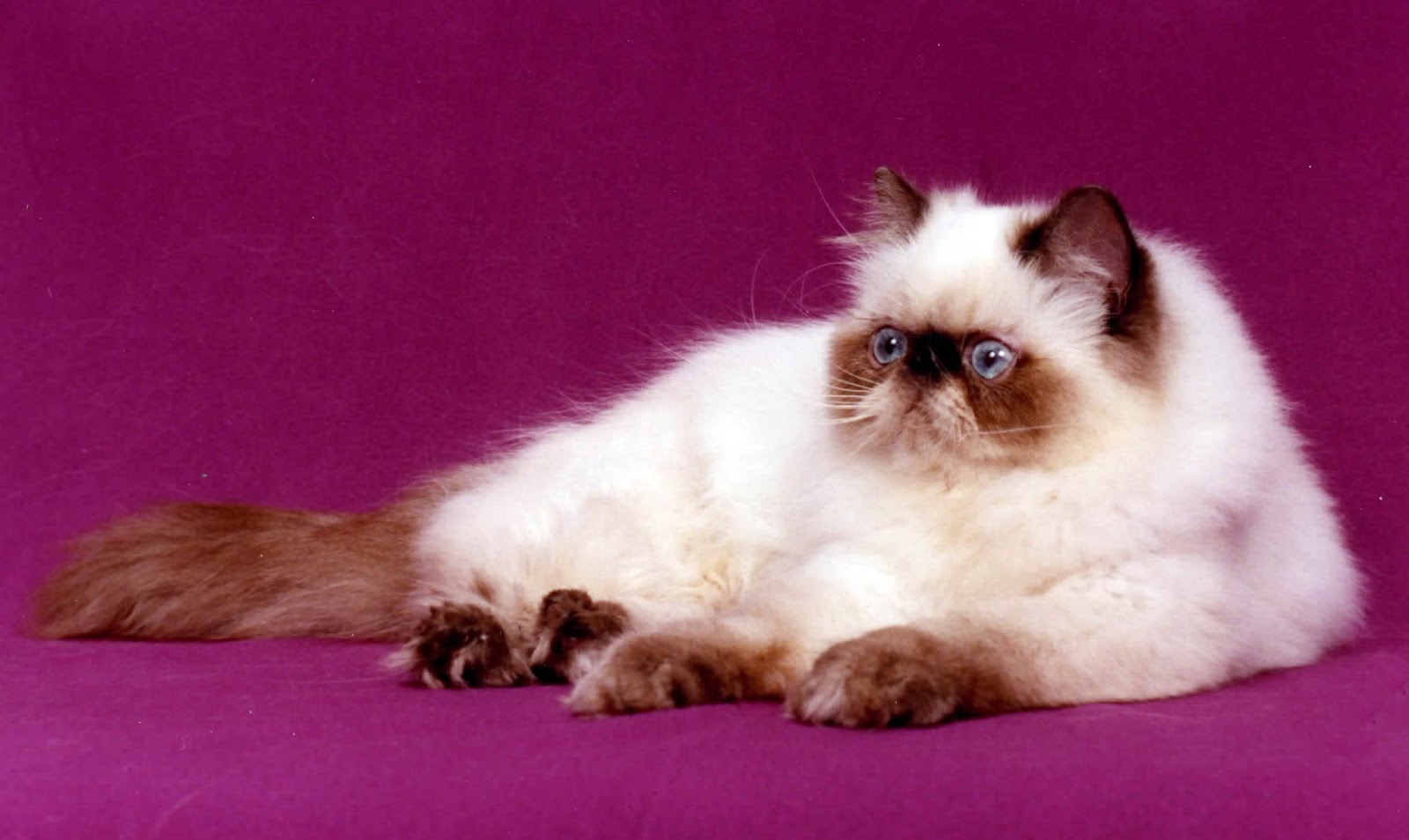 35 Jenis Kucing Peliharaan Terpopuler Yang Lucu Dan Menggemaskan